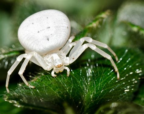 are little white spiders poisonous.